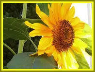 100.webp
