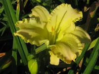 6954 gelb_1024x768.webp