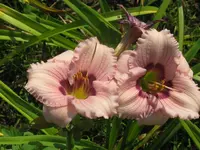 sil.jerome pillow3_1024x768.webp