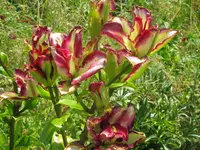 035_1024x768.webp