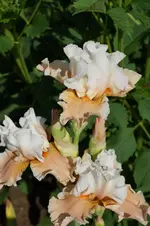 Betty_Dunn_2014.webp