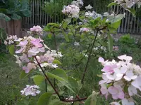 IMGP6801.webp