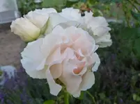 P1150161.webp