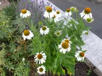 P1150156.webp