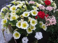 P1150148.webp