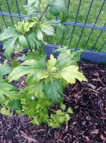 20140723_205247.webp