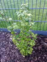 20140723_205237.webp