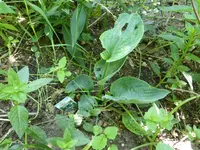 P1160750.webp