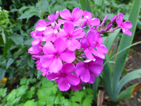 P1160635.webp