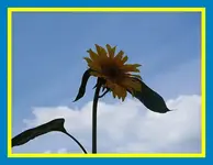 004.webp