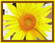031.webp