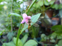 P1160765.webp
