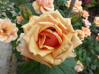 P1160555.webp