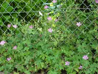 SAM_5058.webp