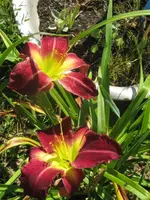 albarene2_576x768.webp