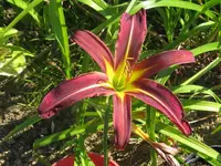 dark star2_1024x768.webp