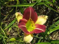russel bicolor2_1024x768.webp