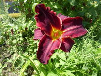 P1160735.webp