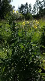 multiflora2.webp