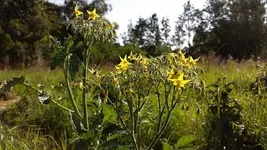 multiflora.webp