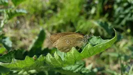 schmetterling.webp
