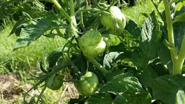 green_bell_pepper.webp
