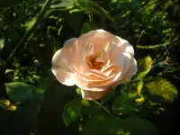 CIMG3116.webp