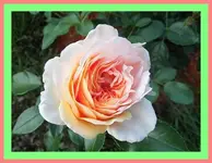 020.webp