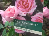 38Ghita Renaissance.webp