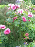 DSCN8187.webp