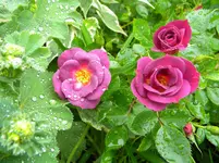 DSCN8222.webp