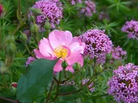 DSCN8404.webp