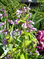 DSCN8503.webp