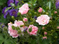 DSCN8562.webp