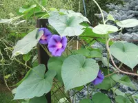 006.webp