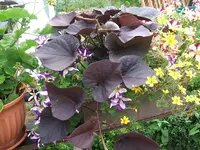 008.webp