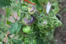 IMG_2930.webp IMG_2930.webp