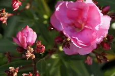 _DSC6550.webp