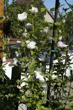 _DSC6557.webp