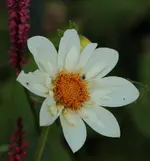 Dahlie 140722.webp