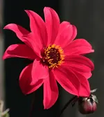 Dahlie 140724.webp