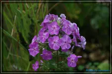 comp_DSC02096.webp