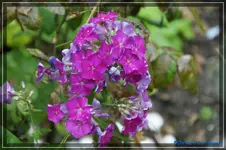 comp_DSC02098.webp