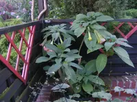 Trompete 24.7.2014.webp