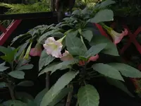 Trompete 2 24.7.2014.webp