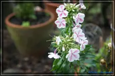 comp_DSC02106.webp