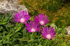 Stg 14-07-24-2991.webp