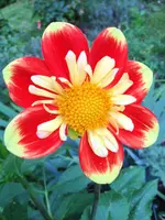 image.webp