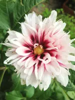 image.webp