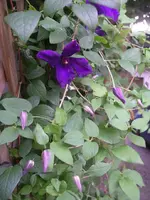 IMGP6831.webp